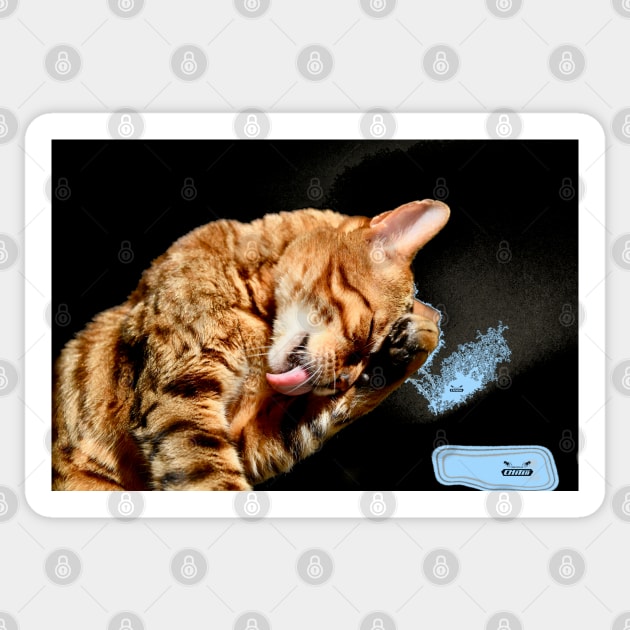 Bengal Katze 3 / Swiss Artwork Photography Sticker by RaphaelWolf